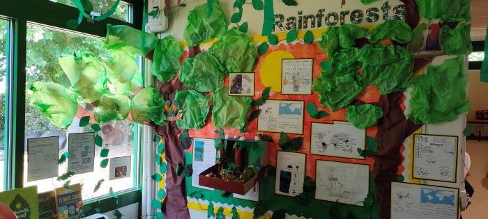 The Rainforest - Year 6